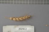 Click for 1 image(s) for this accession. Spike